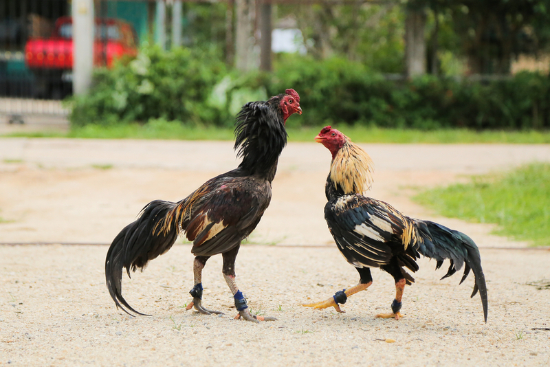 Lối gà chọi hay nhất